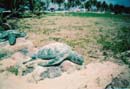 Praia de Intermares desova de tartarugas